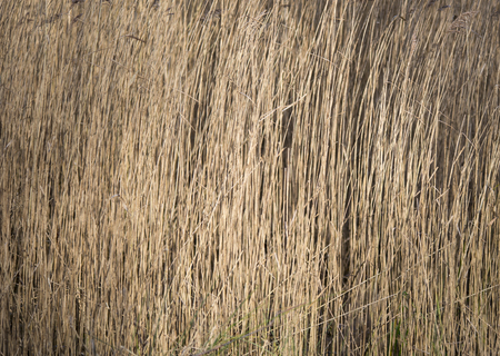 Reed backgroundの写真素材