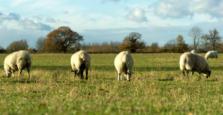Flock of sheep in a fieldの写真素材