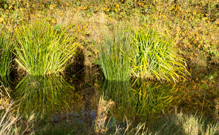 Natural clean pond habitatの写真素材