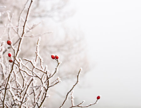 Rosehip bush covered in hoar frostの写真素材