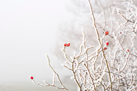 Rosehip bush covered in hoar frostの写真素材
