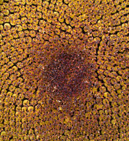 Close up of a sunflower heartの写真素材