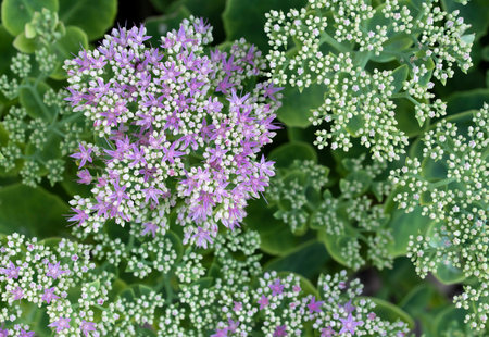 Fine purple Sedum flowers emergingの写真素材