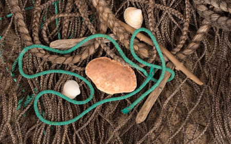 Old crab shell on discarded sea fishing ropeの写真素材