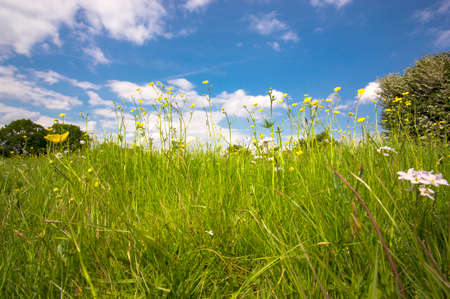 Buttercup flowers in long grassの写真素材