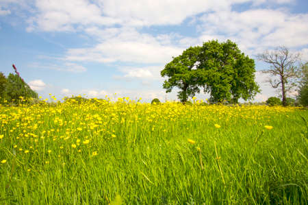 Solitary tree in a summer meadow with buttercupsの写真素材