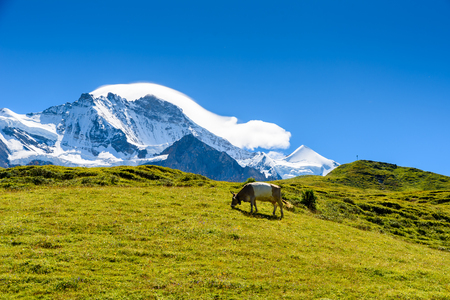 Beautiful mountain scenery at Grindelwald and Jungfrau - Switzerlandの写真素材