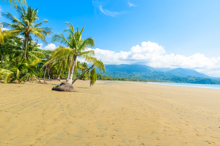 Marino Ballena National Park in Uvita - Punta Uvita - Beautiful beaches and tropical forest at pacific coast of Costa Ricaの写真素材