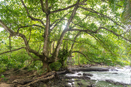 Cahuita - Nationalpark with beautiful beaches and rainforest in Costa Ricaの写真素材