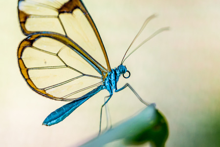 Butterfly in the nature on flowerの写真素材