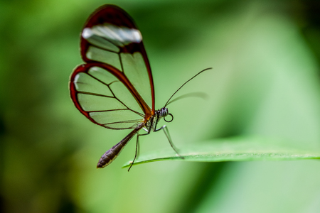 Butterfly in the nature on flowerの写真素材