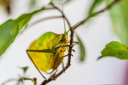 Beetle camouflaged in natureの写真素材