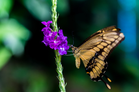 Butterfly in the nature on flowerの写真素材