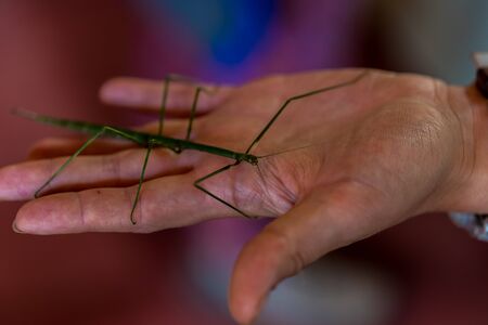 Mantis animal on human handの写真素材