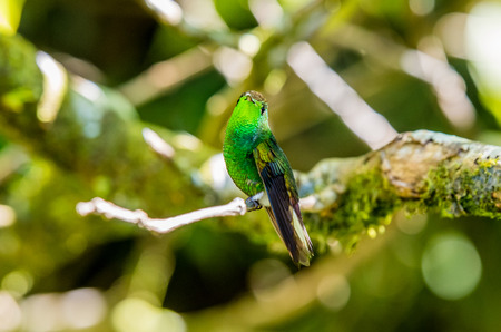 Beautiful Hummingbird with amazing colorsの写真素材