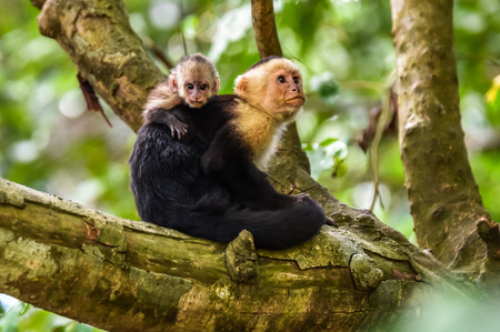 Capuchin Monkey on branch of tree - animals in wildernessの写真素材