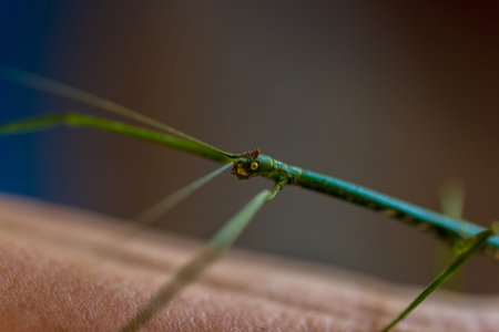 Mantis animal on human hand