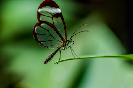 Butterfly in the nature on flowerの写真素材
