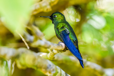 Beautiful Hummingbird with amazing colorsの写真素材