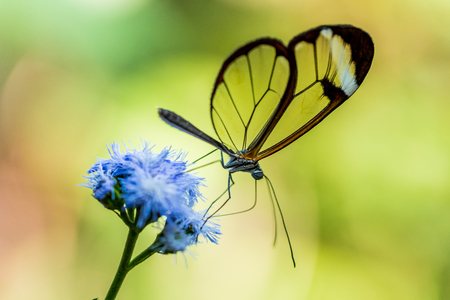 Butterfly in the nature on flowerの写真素材