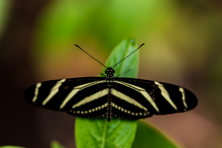 Butterfly in the nature on flowerの写真素材