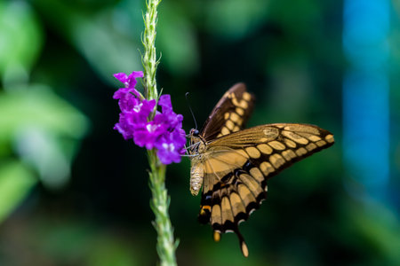 Butterfly in the nature on flower
