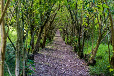 Tropical forest in Monteverde, Costa Ricaの写真素材