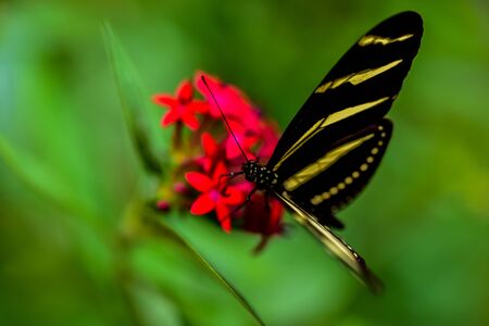 Butterfly in the nature on flowerの写真素材