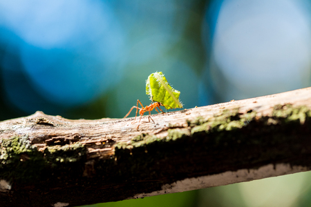 Ants are carrying on leavesの写真素材