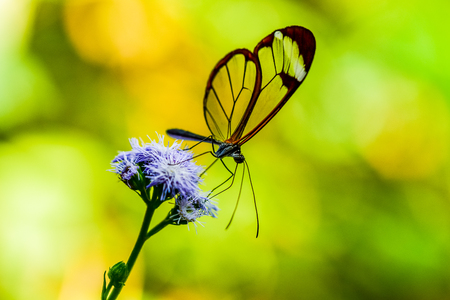 Butterfly in the nature on flowerの写真素材