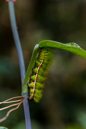 Caterpillar on leafの写真素材