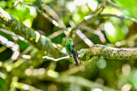 Beautiful Hummingbird with amazing colorsの写真素材