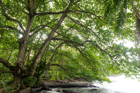 Cahuita - Nationalpark with beautiful beaches and rainforest in Costa Ricaの写真素材