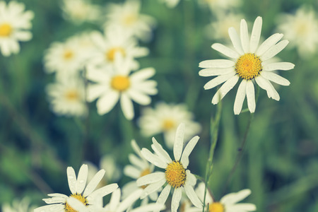 Daisy flowers with beautiful colorsの写真素材