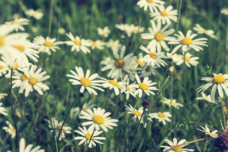 Daisy flowers with beautiful colorsの写真素材