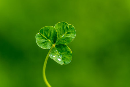 Clover leaf with water drops