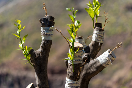 Olive tree - Put a brach into the strainの写真素材