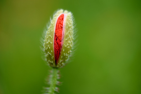 Poppy flower in a field with beautiful colorsの写真素材