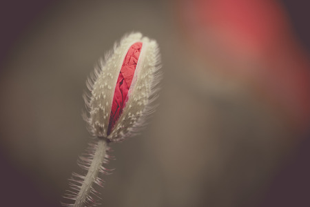 Poppy flower in a field with beautiful colorsの写真素材