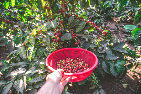 Coffee beans on tree - picking with hands and a basket the coffee beans in the harvest timeの写真素材