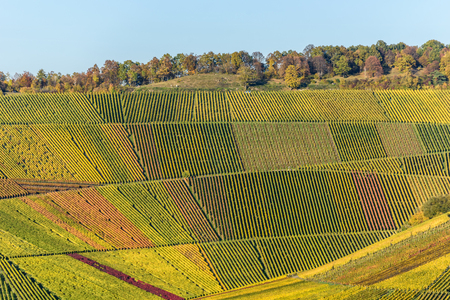 Vineyards - beautiful landscape of wine regionの写真素材