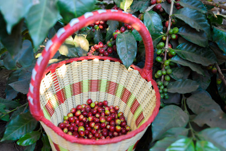 Coffee beans on tree - picking with a basket the coffee beans in the harvest timeの写真素材
