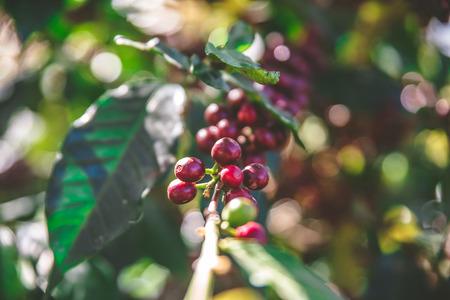 Red coffee beans on tree - ripe and mature coffee beans in the harvest timeの写真素材
