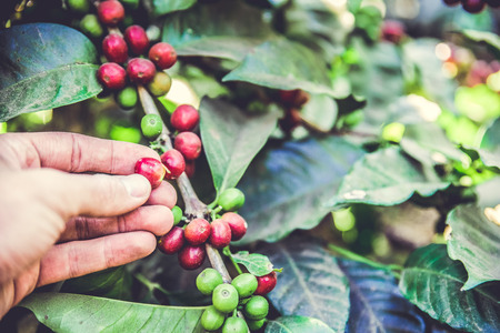 Coffee beans on tree - picking with hands and a basket the coffee beans in the harvest timeの写真素材