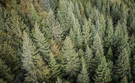 Fir forest view from above - beautiful nature of forest