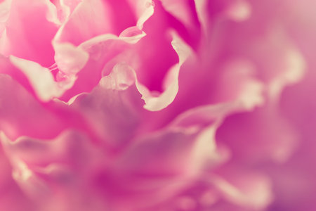 Water drops on flower blossom - beautiful colorsの写真素材