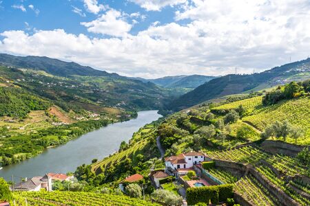 Landscape of the Douro river regionin Portugal -  Vineyardsの写真素材