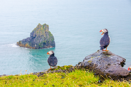 Puffin - Icelandの写真素材
