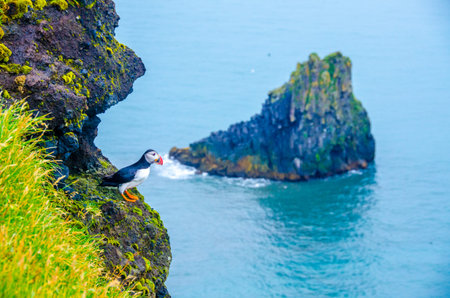 Puffin - Icelandの写真素材