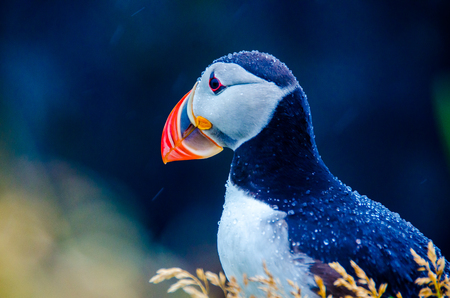 Puffin - Icelandの写真素材